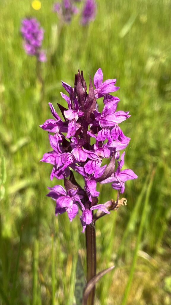 Body drum release als aanvulling op een massage in Zuidlaren