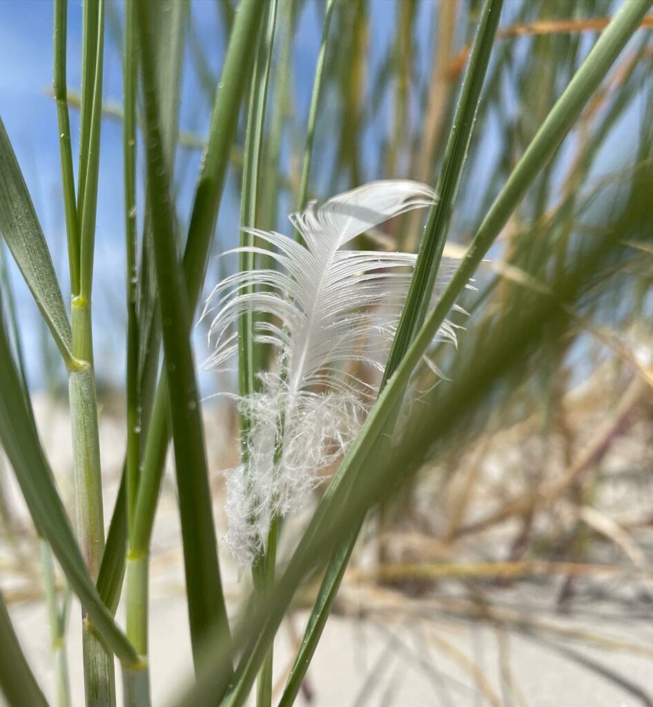 In je lichaam aanwezig zijn na ontspanningsmassage Zuidlaren.
Stilte in het hoofd na massage Zuidlaren. Massage in stilte.